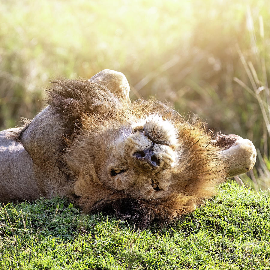 Adult male lion, panthera leo, relaxes and enjoys the warm morni Photograph by Jane Rix