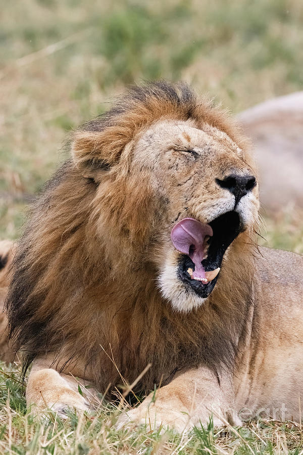 Adult male lion, panthera leo, yawning and licking his mouth. Masai Mara, Kenya. Photograph by Jane Rix