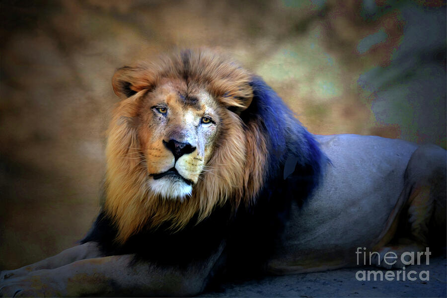 Wildlife Photograph - Adult Male Lion  by Savannah Gibbs