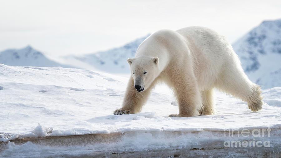Adult Male Polar Bear Stands At The Ice Edge In Svalbard Photograph By