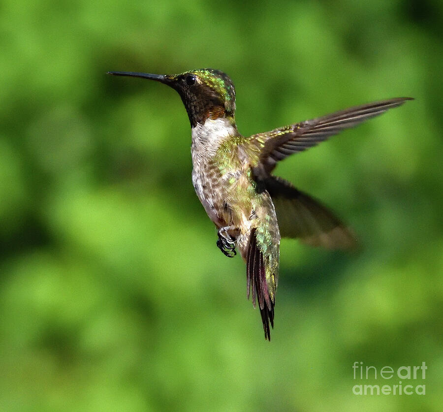 Adult Male Ruby-throated Hummingbird In Flight Photograph