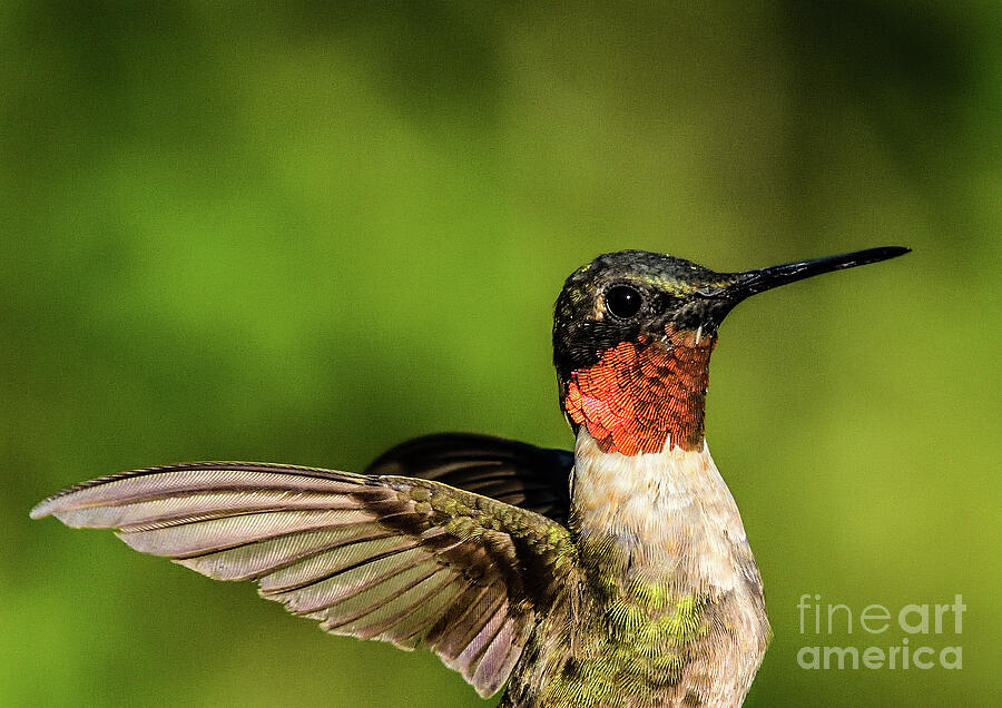 Adult Male Ruby-throated Hummingbird Portrait Photograph