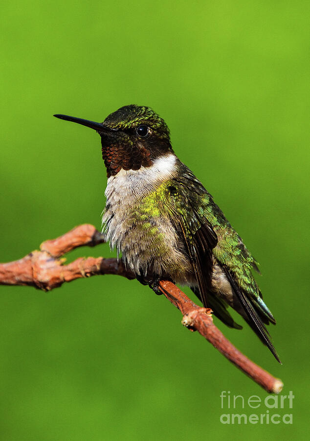 Adult Male Ruby-throated Hummingbird  Slightly Puffed Up Photograph