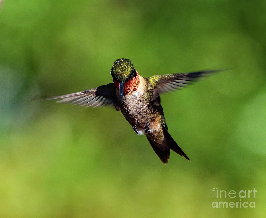 Adult Male Ruby-throated Hummingbird With Lazer Focus Photograph