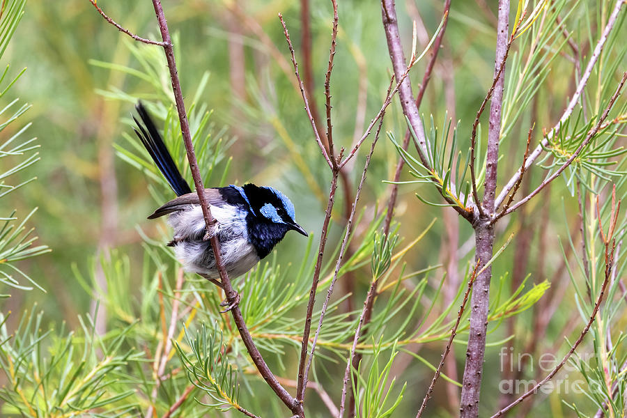 Adult male Superb fairy wren, malurus cyaneus, against foliage background with space for text. Healesville, Victoria, Australia Photograph by Jane Rix