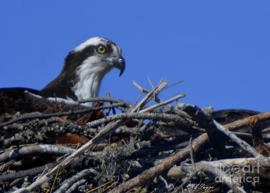 Adult Osprey Photograph by Robert Suggs