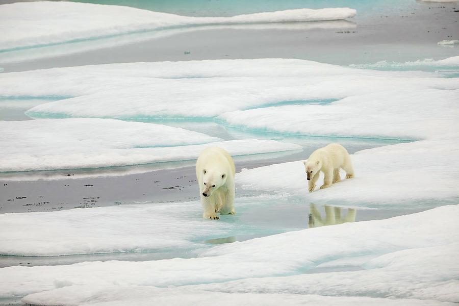 Adult polar bear walking with cub Photograph by Karen Foley