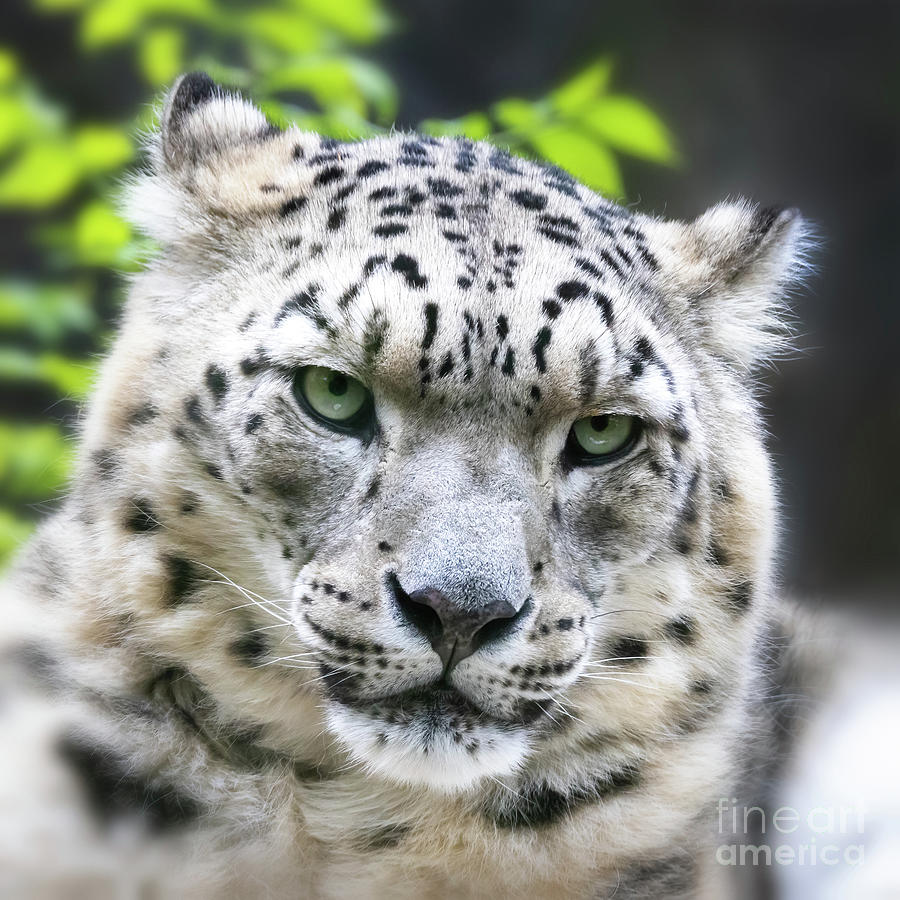 Adult snow leopard, panthera uncia, closeup of face.  Photograph by Jane Rix