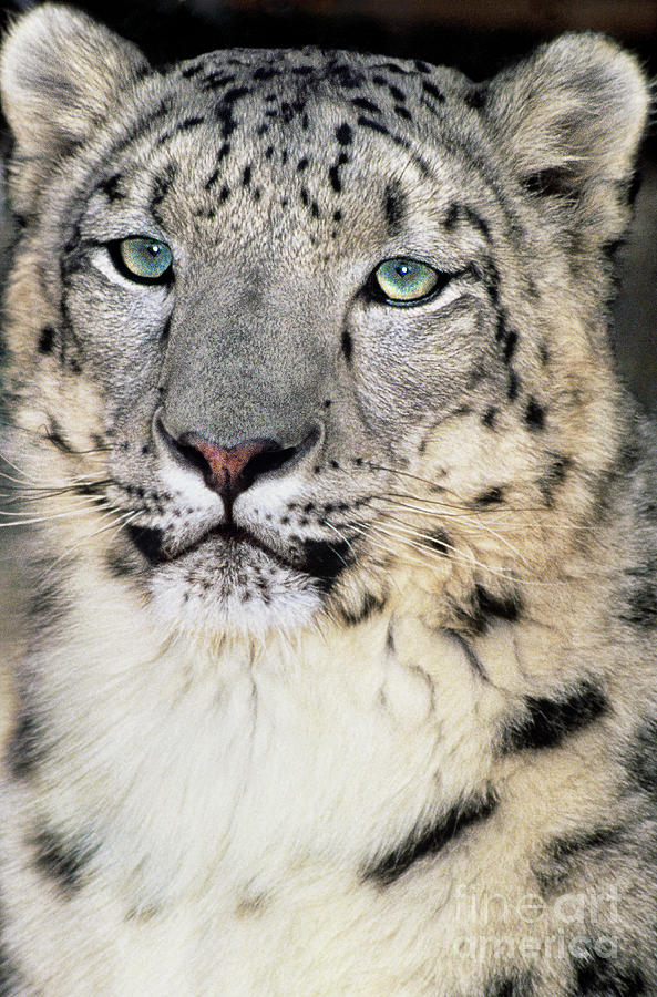 Adult Snow Leopard Panthera Uncia Wildlife Rescue Photograph by Dave Welling