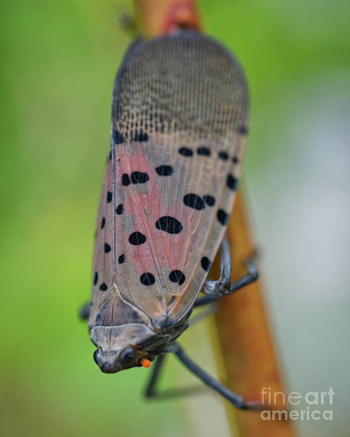 Insects Photograph - Adult spotted lanternfly by Iris Richardson