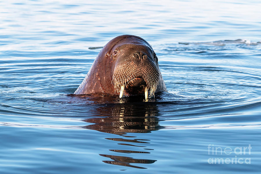Adult walrus swimming in the Arctic sea off the coast of Svalbard Photograph by Jane Rix