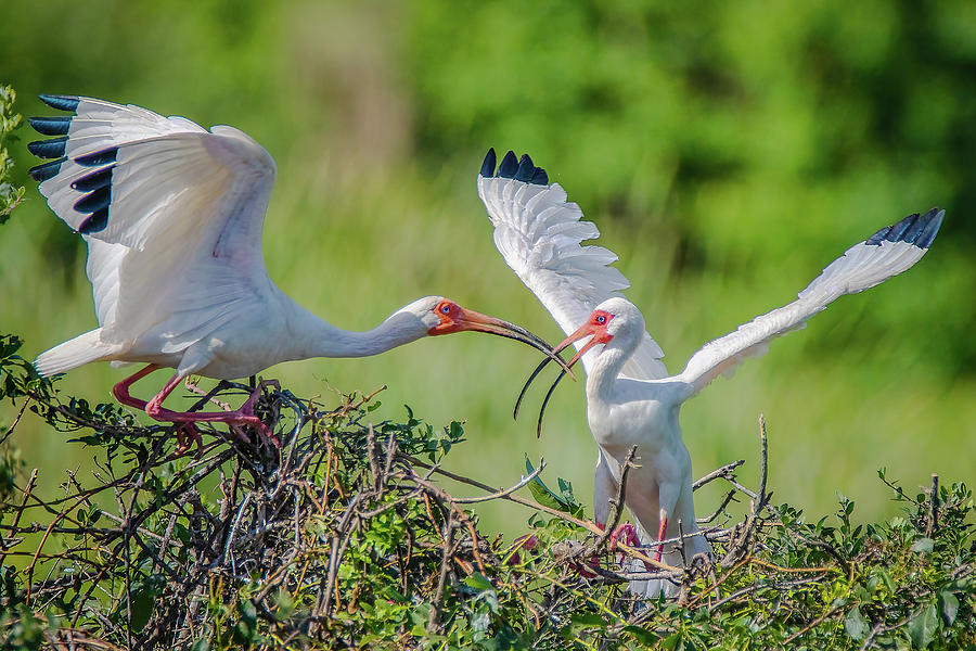 Adult White Ibis Photograph by Steve Rich
