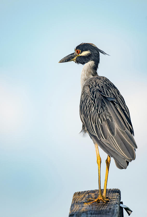 Adult Yellow Crowned Night Heron Photograph by Gordon Ripley