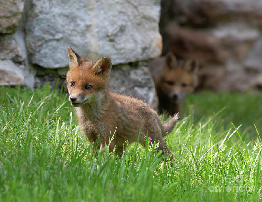 Fox Photograph - Adventure Calls  Foxy by Chris Scroggins