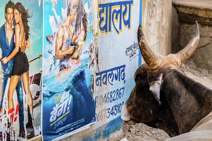 Advertisings touch even the cows from Nawalgarth, Rajasthan Photograph by Lie Yim