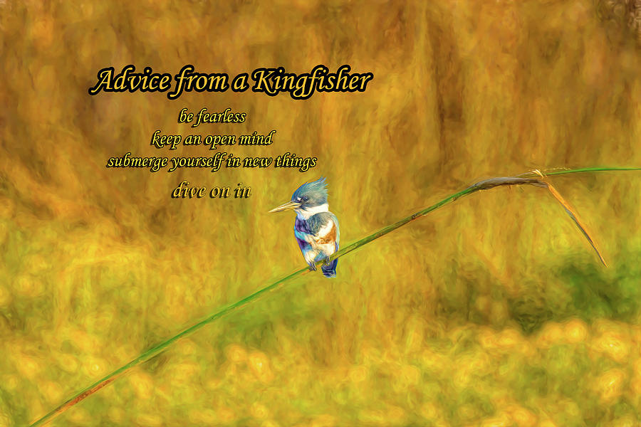 Bird Digital Art - Advice from a Kingfisher  by Lonestar North