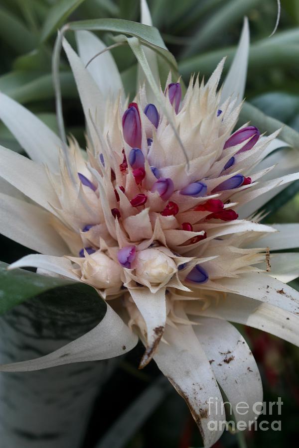 Aechmea Bromeliad Flower  Photograph by Katherine Erickson
