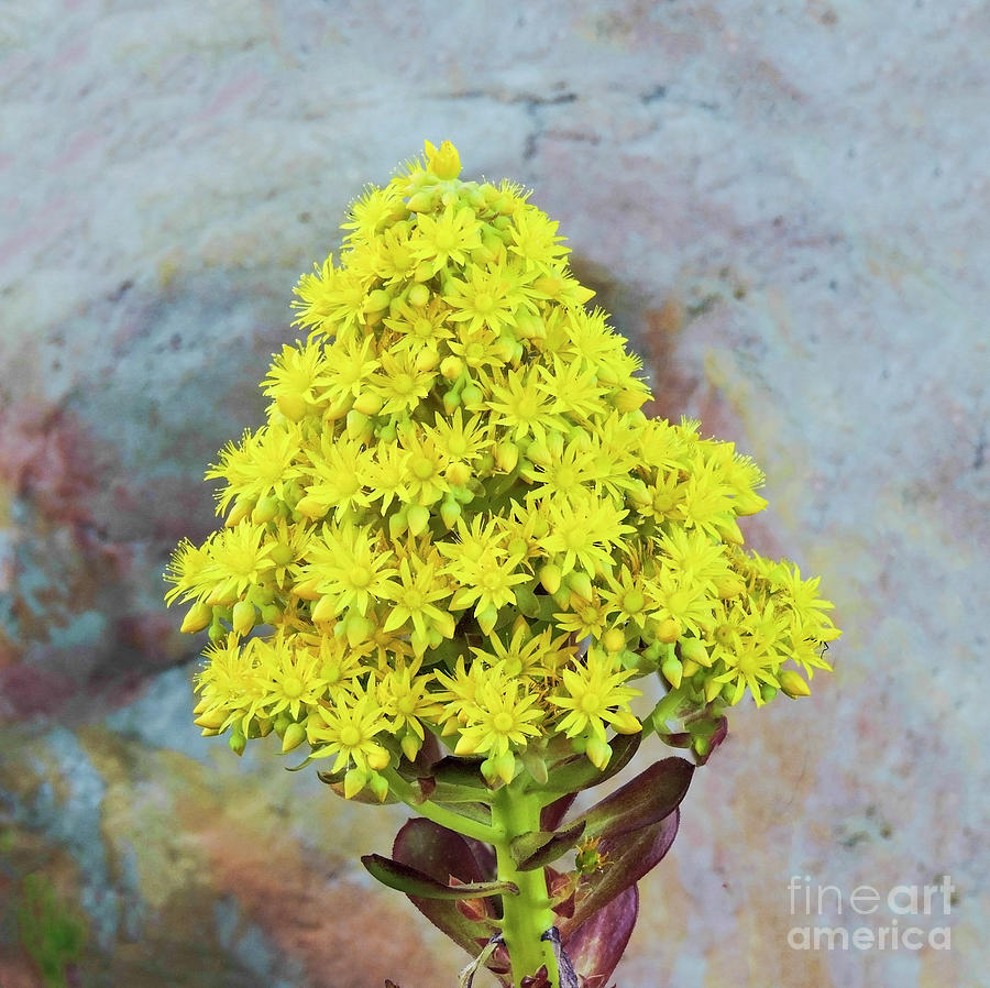 Aeonium flower cluster Photograph by L J Oakes
