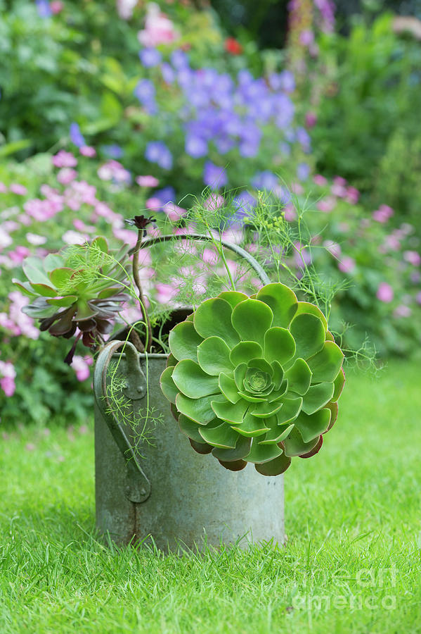 Aeonium in an Old Watering Can Photograph by Tim Gainey