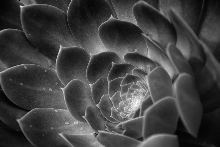 Aeonium Plant in the Rain Photograph by William Dunigan