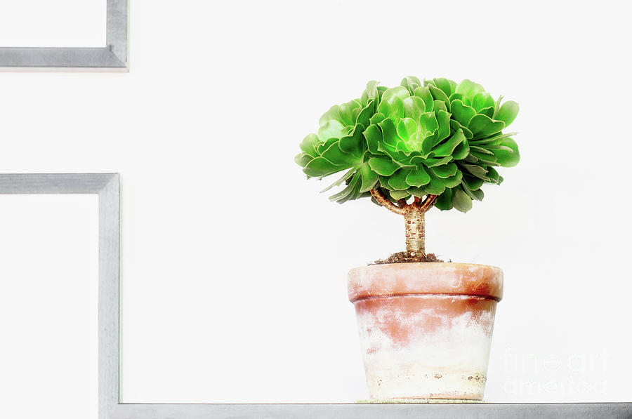 Aeonium Succulent Photograph by Charline Xia