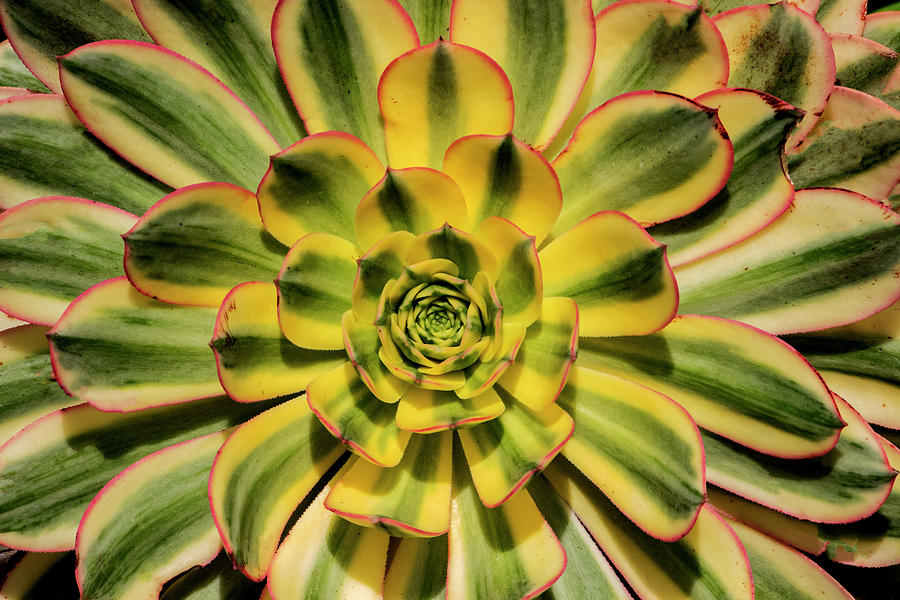 Nature Photograph - Aeonium Sunburst by Jean Haynes