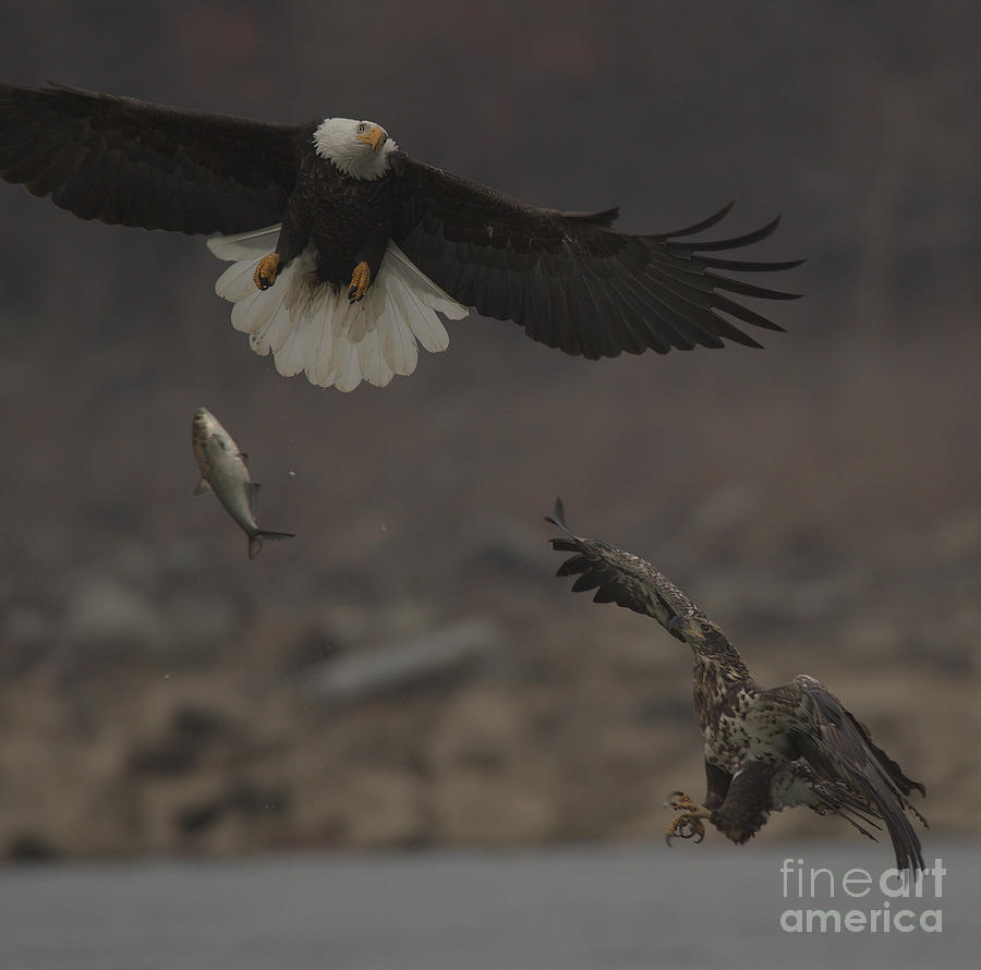 Aerial Eagle Battle Photograph by Adam Jewell