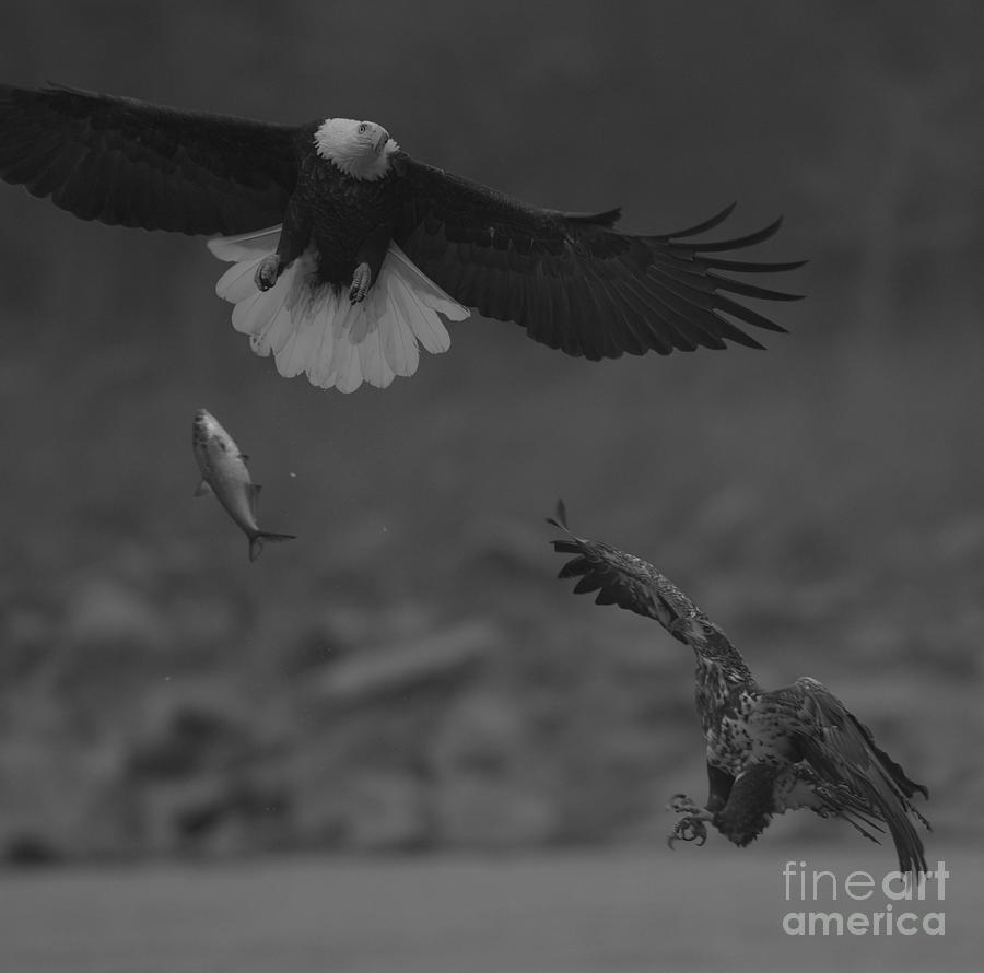 Aerial Eagle Battle Black And White Photograph by Adam Jewell