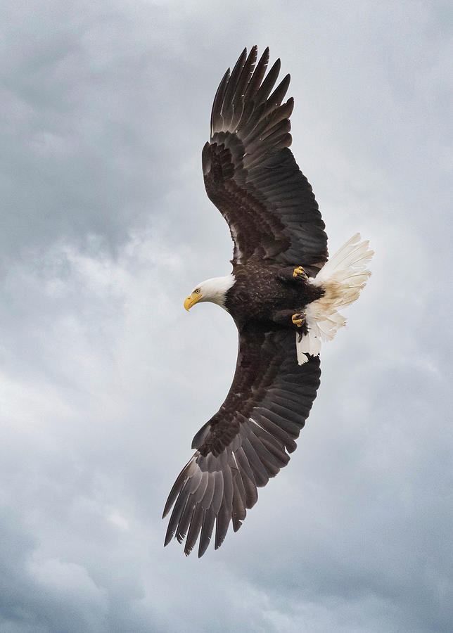 Aerial Maneuver Photograph By Angie Vogel - Fine Art America