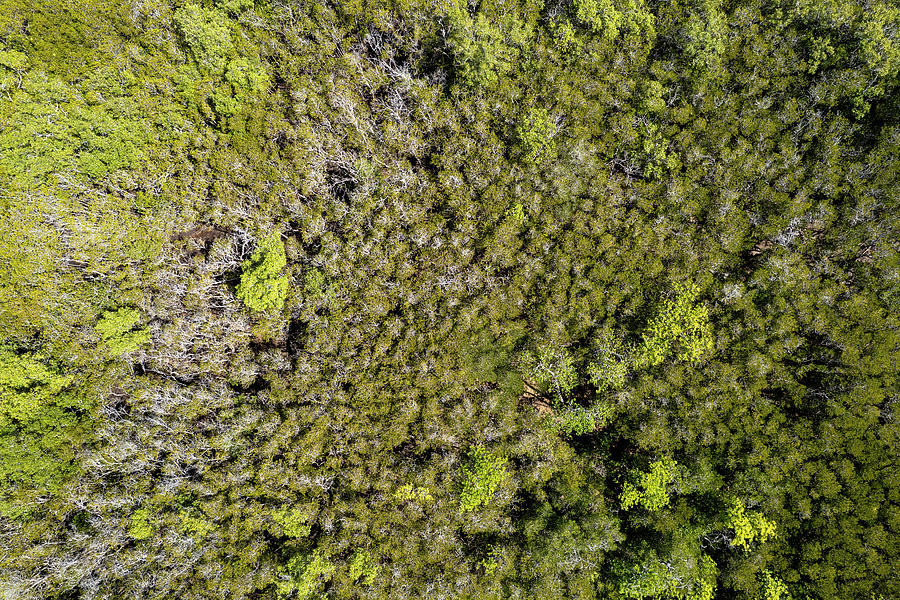 aerial-over-a-thick-forest-of-trees-photograph-by-michele-jackson