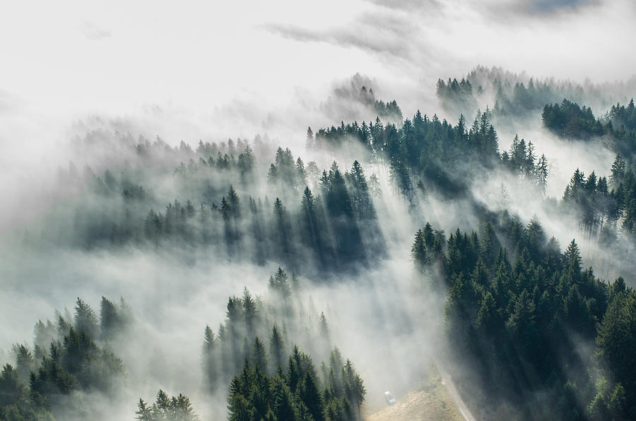 Aerial picture of fog in the forrest Photograph by P. Medicus