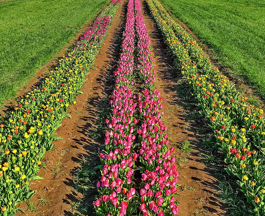 Aerial Rows Of Tulips Photograph by Susan Candelario
