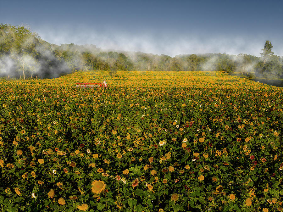 Aerial Sunflower Foggy Fields Photograph by Susan Candelario