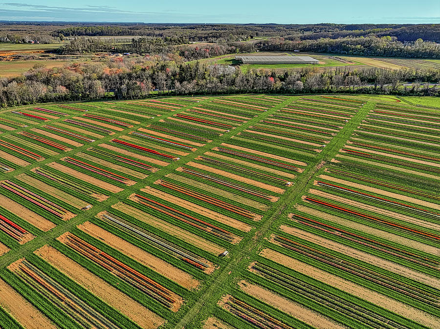 Aerial Tulip Farm NJ Photograph by Susan Candelario