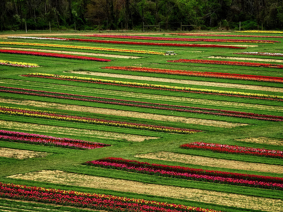 Aerial Tulip Farm Rows Photograph by Susan Candelario