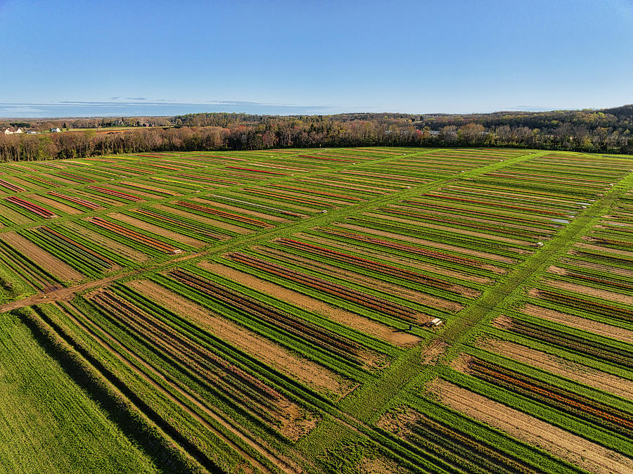 Aerial Tulips Farm NJ Photograph by Susan Candelario