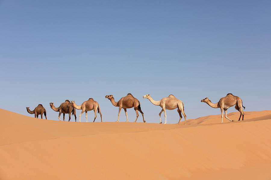 Aerial view of a group of camels walking. Photograph by Kertu Saarits