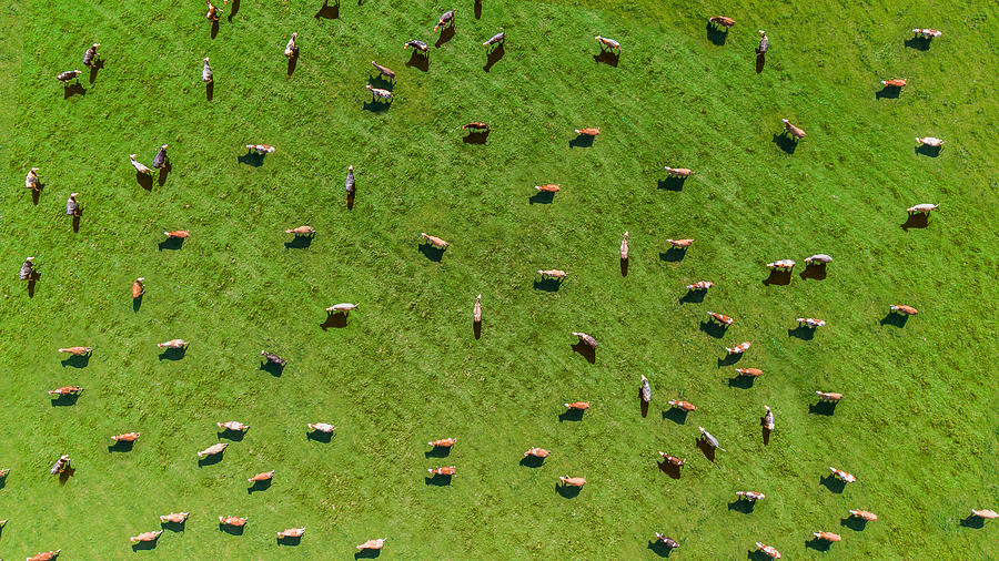 Aerial view of a meadow with cows Photograph by Umkehrer