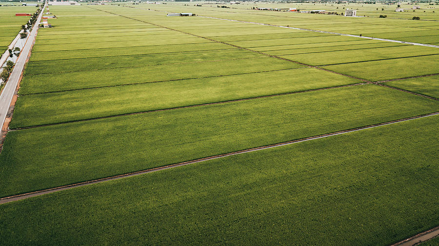 Aerial view of Green fields with paddy square lots in the morning ...