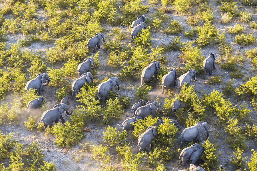 Aerial view of herd of African Elephants walking through the bush in lush delta. Photograph by Mint Images
