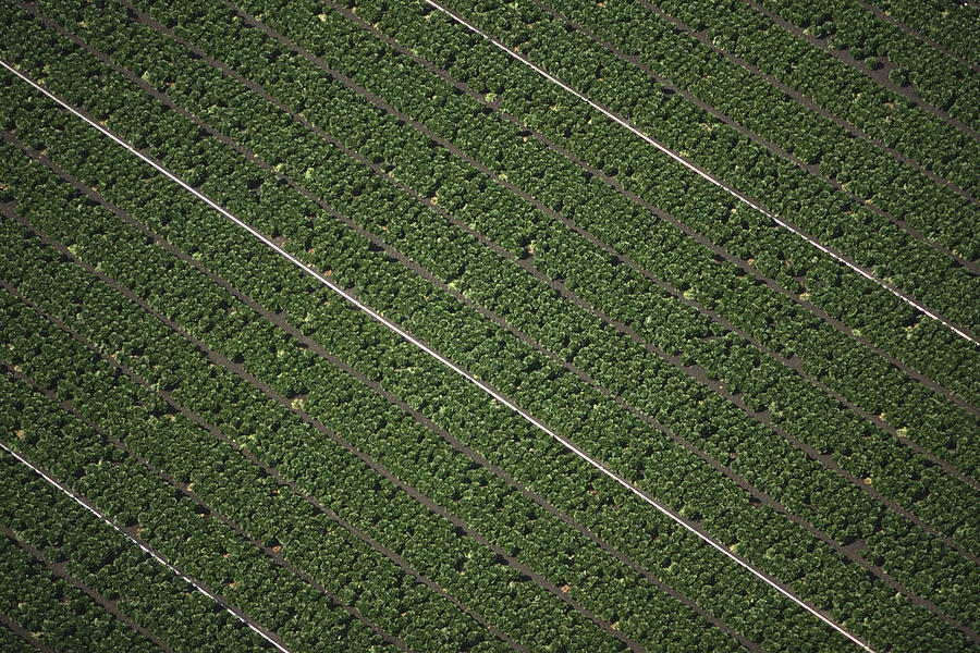 Aerial view of lettuce field Photograph by Comstock Images