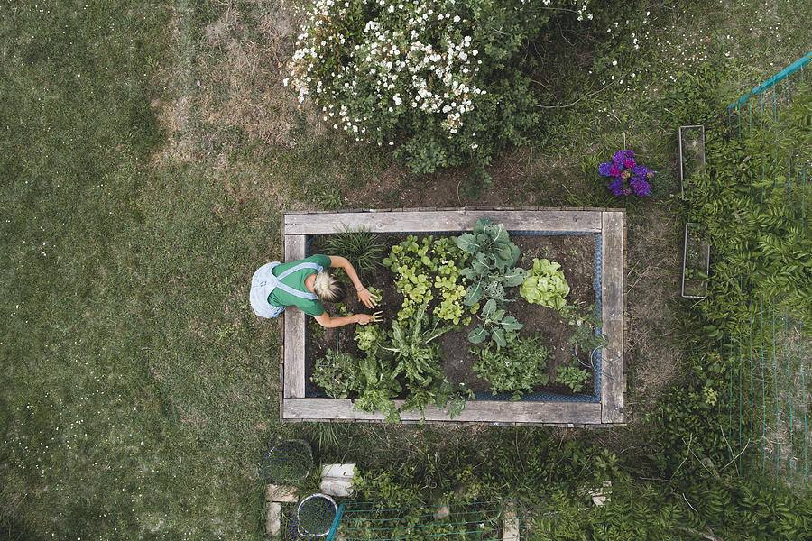 Aerial view of mid adult woman planting in raised bed at yard Photograph by Westend61
