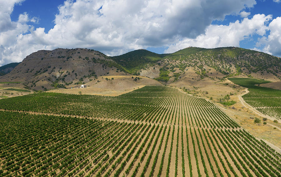 Aerial view of mountain vineyard in Crimea Photograph by Mikhail Kokhanchikov