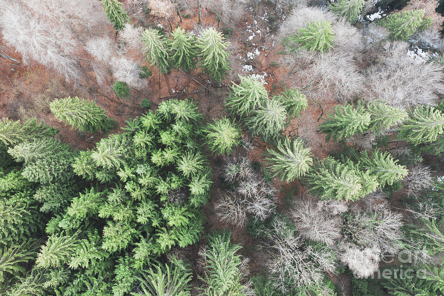 Tree Photograph - Aerial view of pine tree woods in a mountain by Sasha Samardzija