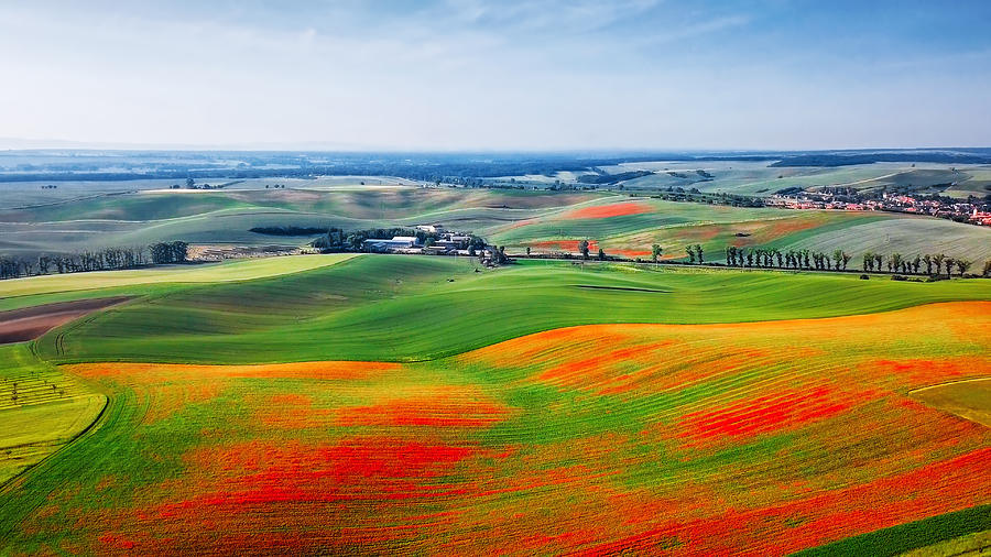 Aerial view of poppies on green hills, Moravia, Czech Republic Photograph by Rusm