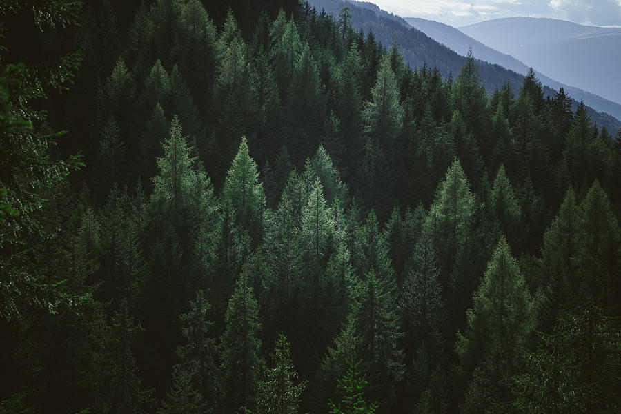 Aerial view of summer green trees in forest in mountains Photograph by Andrey Danilovich