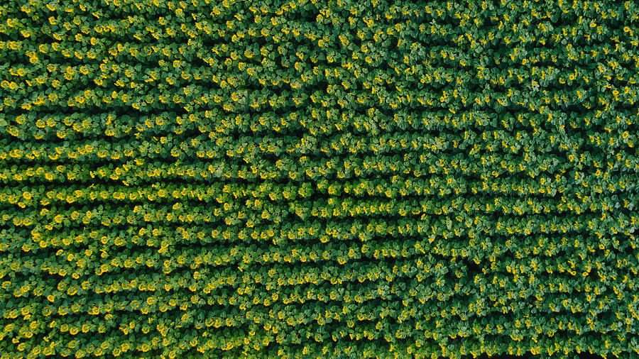 Aerial view of sunflower fields in countryside Photograph by Oleh_Slobodeniuk