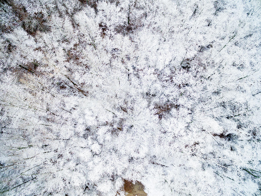 Aerial view of trees covered by snow, Marion Co., Illinois, USA Photograph by Panoramic Images