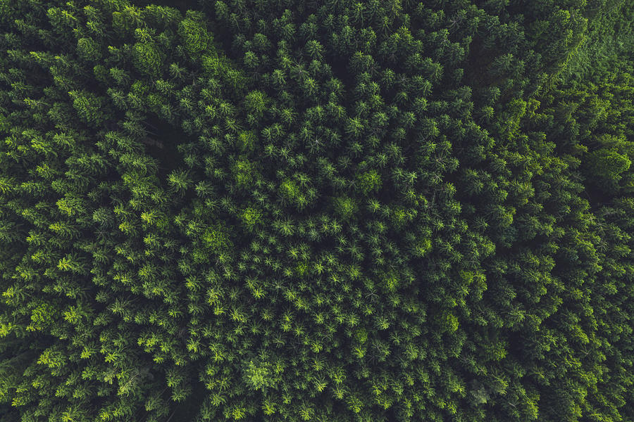 Aerial view of trees in forest. Photograph by Malorny