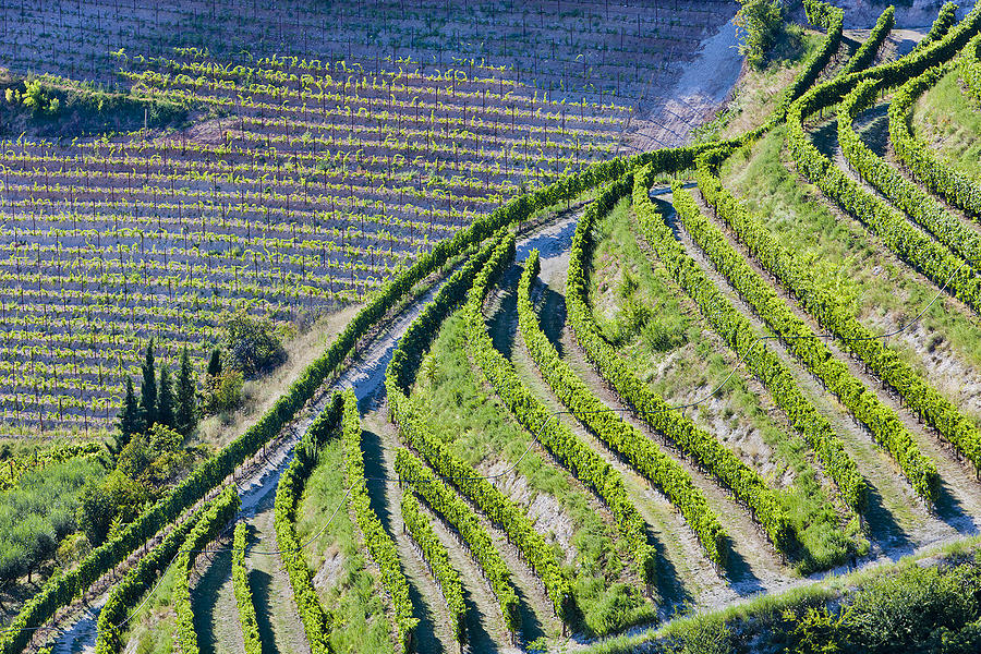 Aerial view of Valpolicella Vineyards in Italy Photograph by Flavio Vallenari
